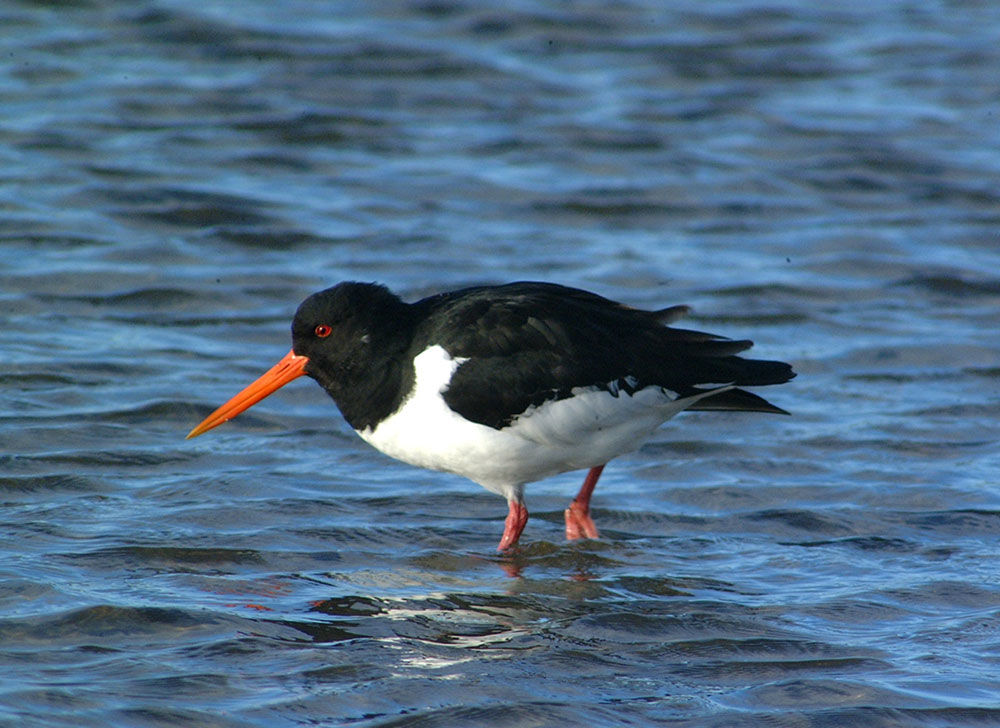 photo of a Oystercatcher in water