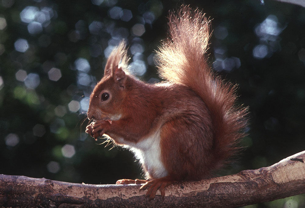 red squirrel eating on a tree