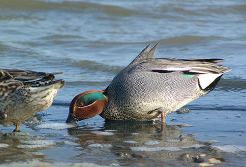 photo of a male teal in water