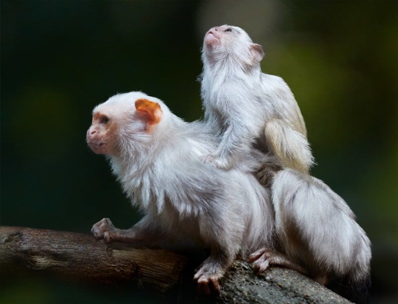 two monkeys on a tree